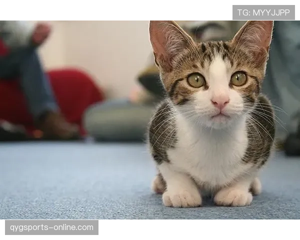 王燊超赛场上铁血硬汉，私下竟然爱养一堆猫？笑死我了！