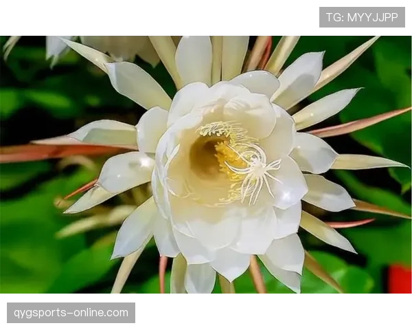 亚马尔：百年一遇的天赋还是被舆论高估的昙花一现？